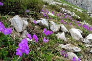 CORNA GRANDE (2089 m) ai Piani di Bobbio da Ceresola di Valtorta il 15 giugno 2018- FOTOGALLERY